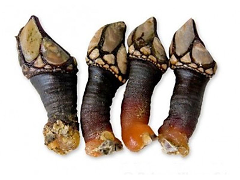 percebes y erizos de mar